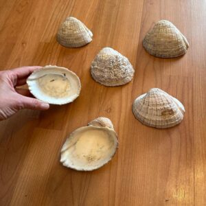 CONJUNTO DE 6 CONCHAS DO PACÍFICO - TRAZIDAS DE VIAGEM - MIL IDEIAS PARA COMPOR COM ELAS — D003.101