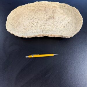 GAMELA - MATERIAL PLÁSTICO COMO RESINA - COR CREME - TEXTURA COMO SE FOSSE UM CORAL — L086.36