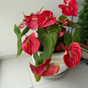 VASO CONCRETO COM ANTÚRIO - BELÍSSIMO— A128.04