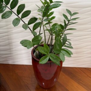 VASO CERÂMICA COM ZAMBIOCULCAS— A128.06