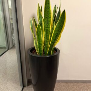 VASO DE FIBRA CINZA ESCURO + PLANTAS NATURAIS — M152.09
